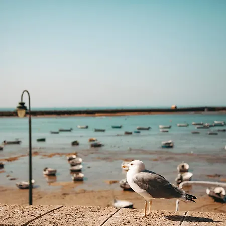 Hidden Gem Loft By Apartmentsincadiz Lägenhet *